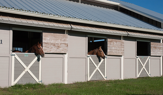 Horses looking out of Harmony, Florida's Equestrian Center