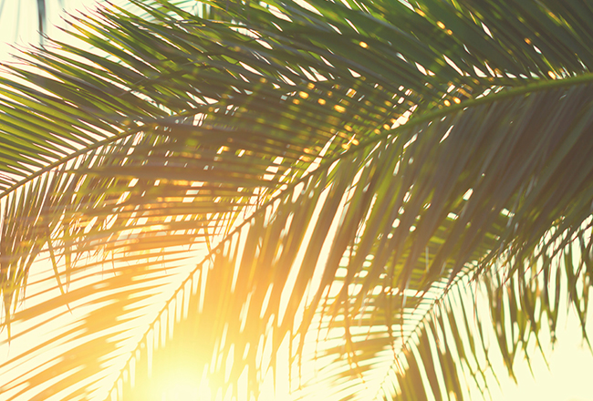 Palm fronds in sunshine