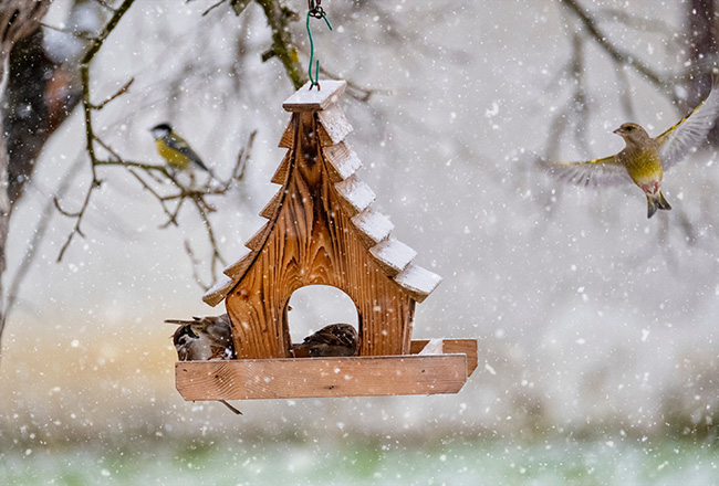 Wooden bird feeder hanging from tree on snowy day