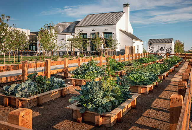 Community garden boxes