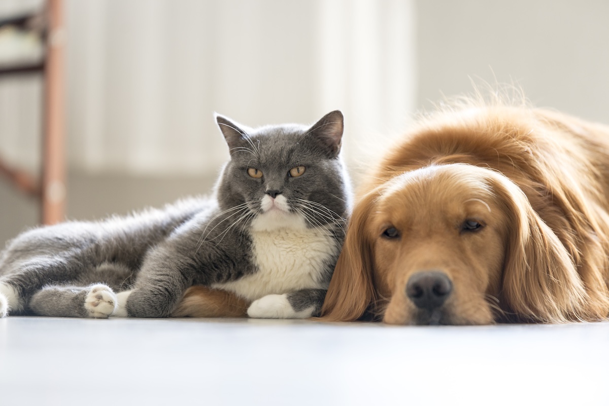 A pet cat and dog relaxing together on the floor