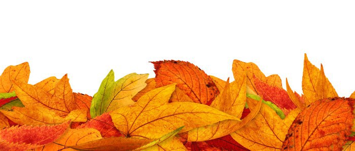 Fall leaves on a white background