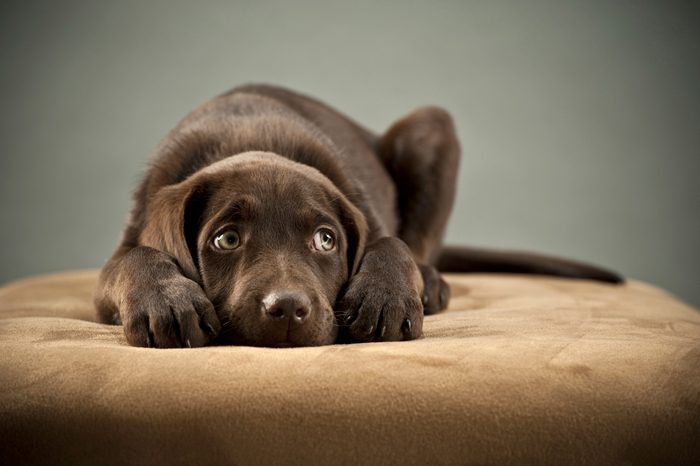 Dog lying on dog bed