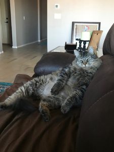 Homebuyer's cat reclining on sofa