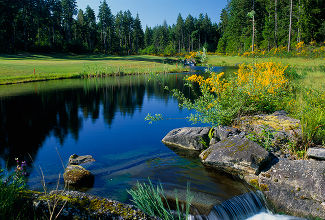 Lake surrounded by greenery