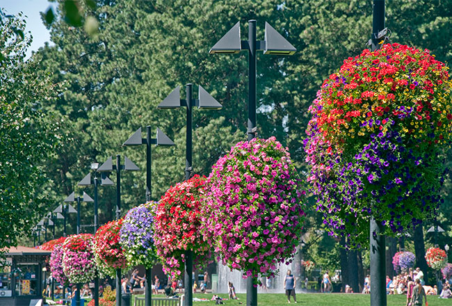 Colorful flowers lining a park