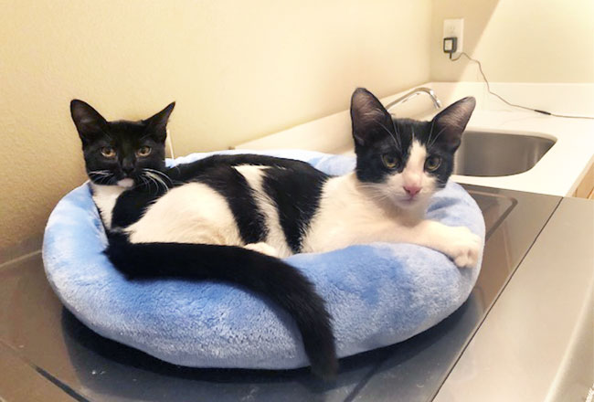 Two cats sharing a bed on top of the dryer