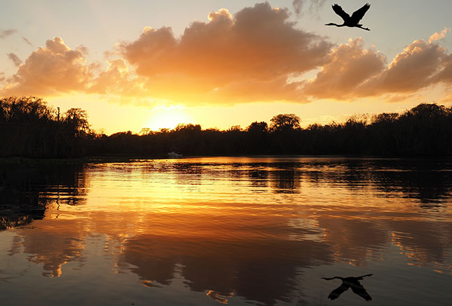 River at sunrise with bird flying overhead