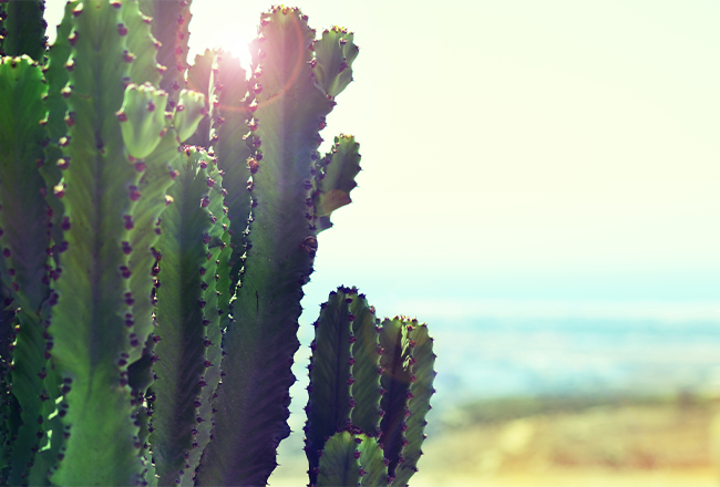 Close up of part of a cactus