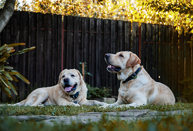 Two dogs lying on grass in a backyard