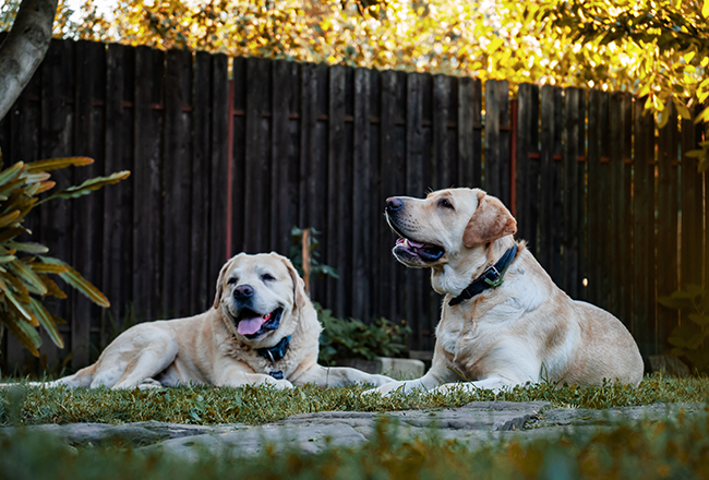 Finding a Neighborhood That Is Dog Friendly