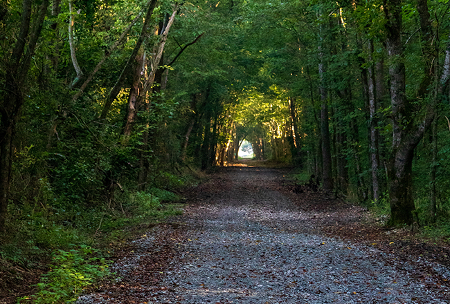 forest area