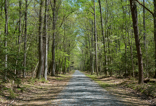 wooded path