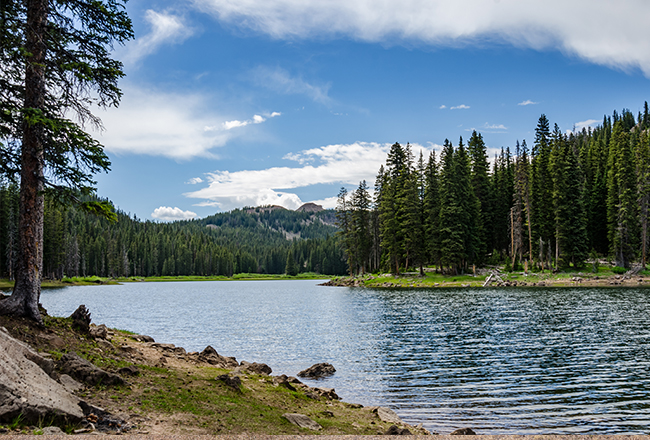 natural body of water beset by trees