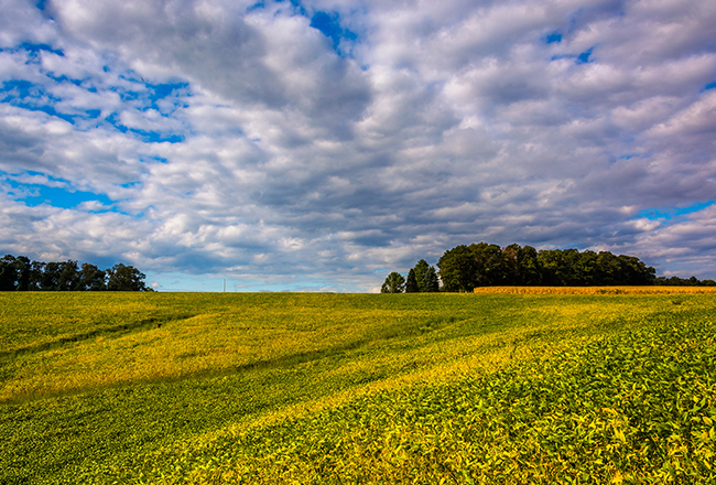 pastoral farmland