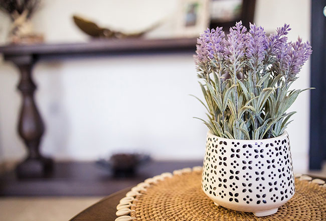 Potted lavender houseplant on a table