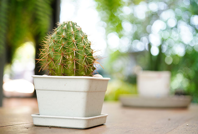 Potted cactus houseplant