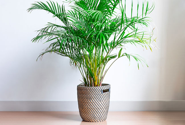 Potted Areca Palm houseplant