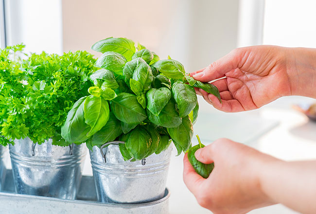 Hands harvesting basil from a countertop herb garden
