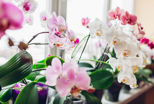 Potted orchids on a window sill