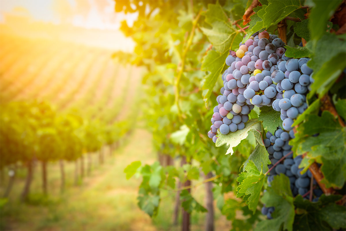 Grapes in a vineyard