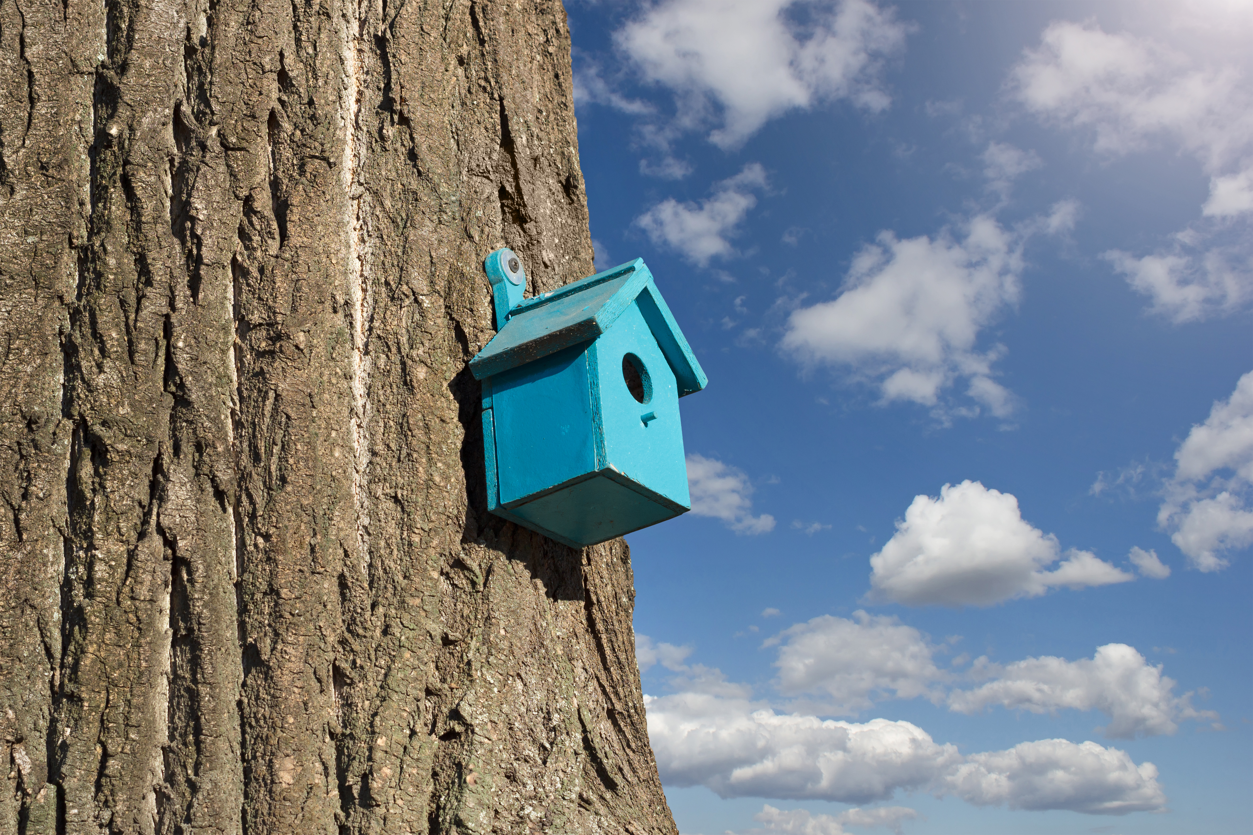 A blue birdhouse attached to a tree