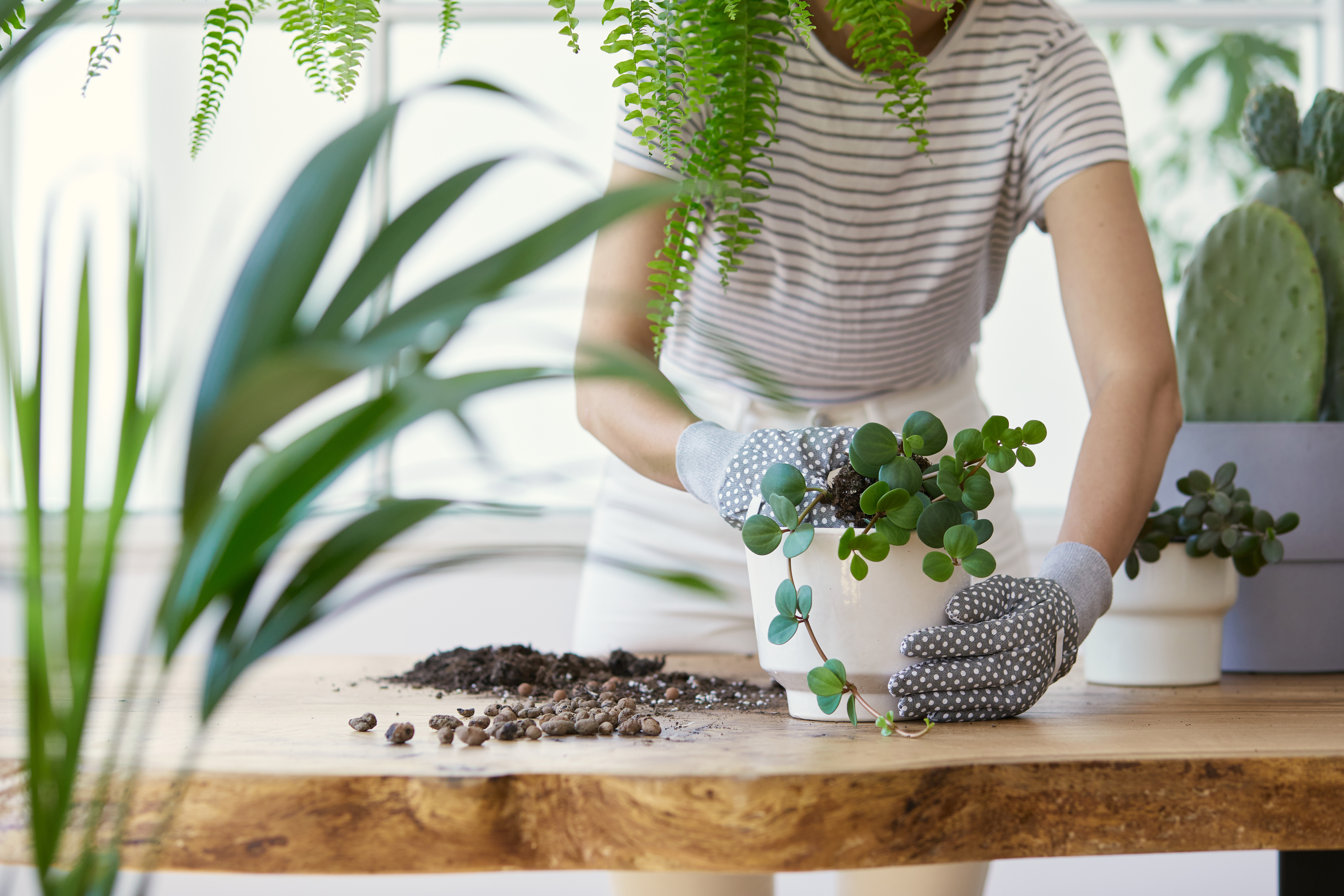 A woman potting plants