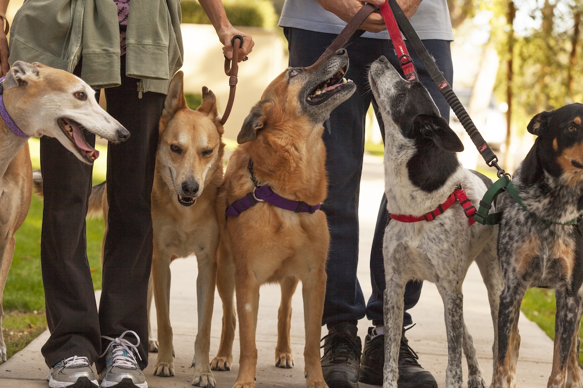 Two people walking several dogs