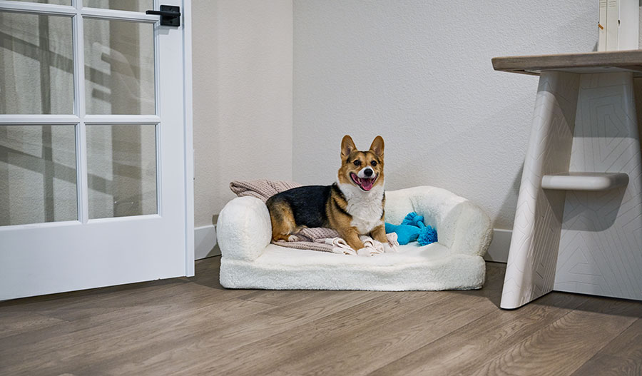 A pup lounging on a dog bed in a new home